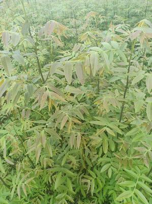 青錢柳苗一年生金錢柳樹幼苗清錢柳二年生一手貨源