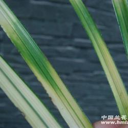 蕙蘭精品 雪白藝,斑稿藝 1苗1芽