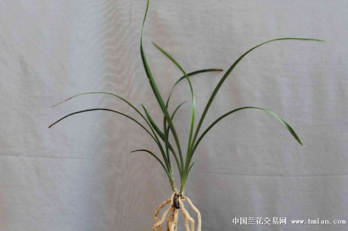 精品苗 程梅 2苗帶芽