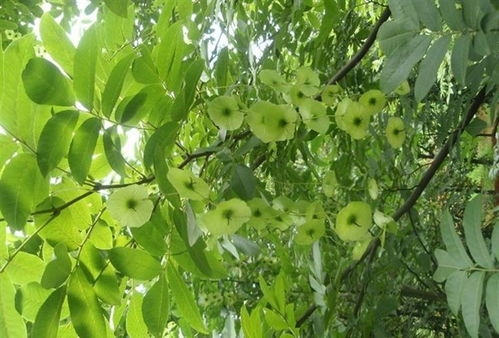 江西青錢柳小苗基地講述青錢柳性狀