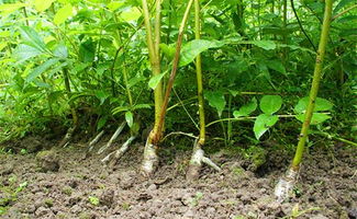 戴明澤 開發(fā)青錢柳致富百姓