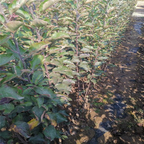 煙富6蘋果苗培育精品 1公分2公分煙富6蘋果苗廠家口碑好