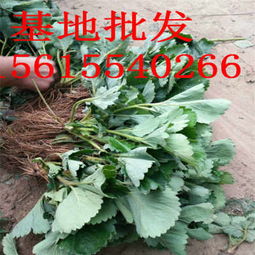 基地小白草莓苗哪里有賣的 小白草莓苗基地