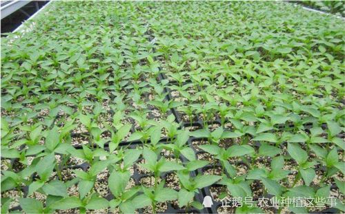 蔬菜種植技術(shù)系列1 蔬菜育苗方式