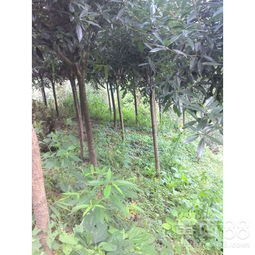 精品桂花苗木與青錢柳苗——成都桂花種植基地的優質供應