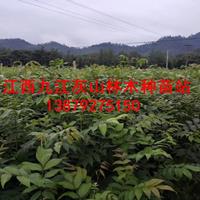 江西九江灰山林木種苗站 香樟與青錢柳苗的專業培育基地