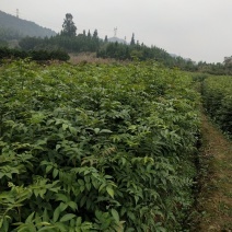 柳樹苗及青錢柳苗批發與供應全解析 價格、貨源與種植指南