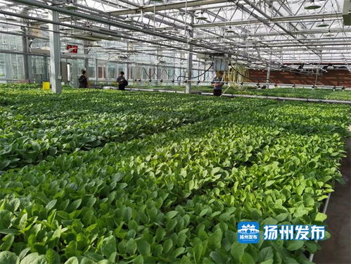 高科技賦能蔬菜種植工廠化 一年育出500萬株致富苗青錢柳苗