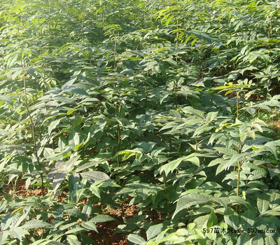 青錢柳全產業鏈供應 茶葉與苗木的一站式解決方案