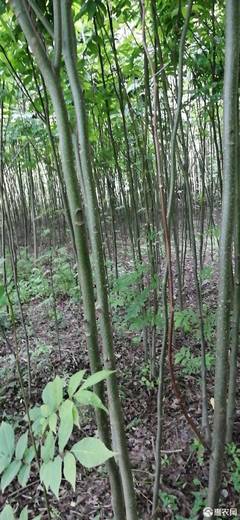 青錢柳苗市場(chǎng)價(jià)格與選購(gòu)指南