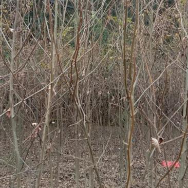 江西宜春銅鼓縣青錢柳苗批發指南 優質樹苗助力綠化工程