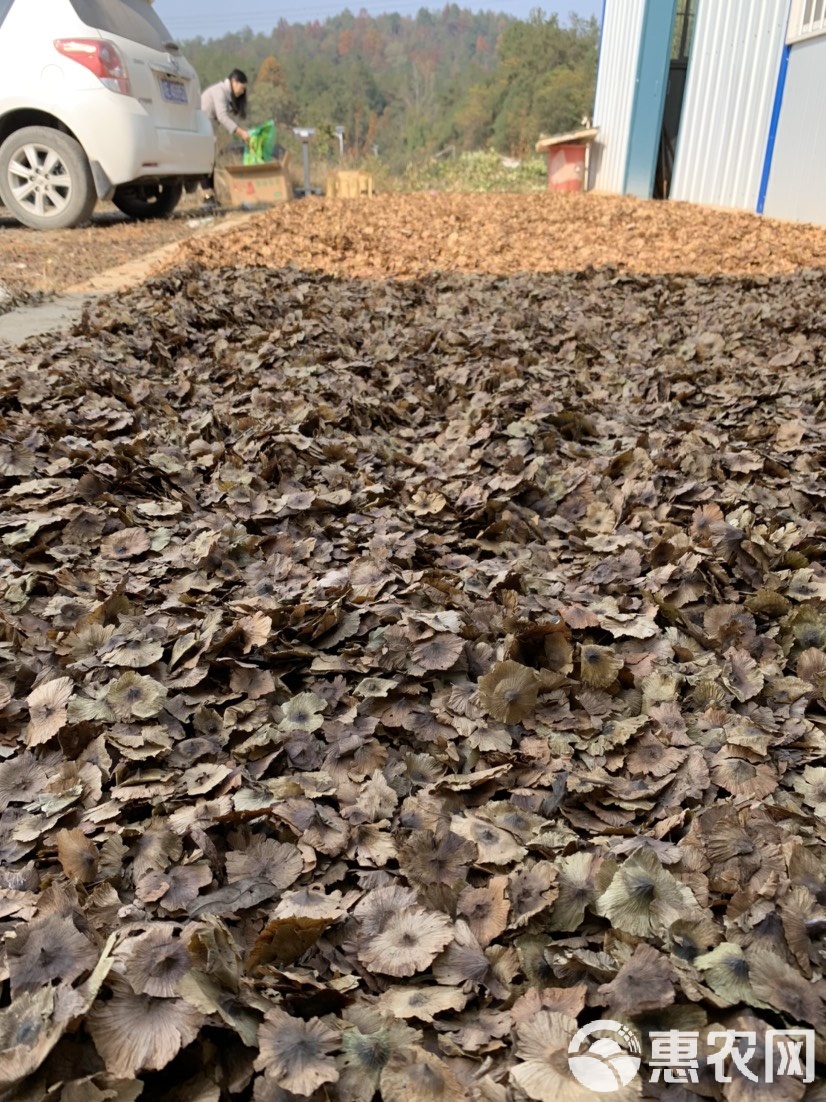 青錢柳全產(chǎn)業(yè)鏈解析 種子、苗木與茶品的商業(yè)化機(jī)遇