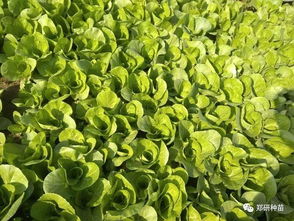 鄭研種苗葉菜類精品薈萃 青錢柳苗的培育與價(jià)值