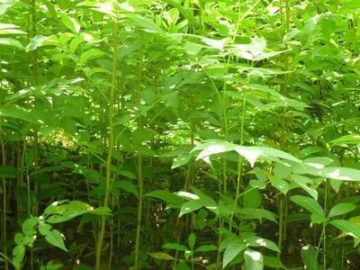 青錢柳 形態(tài)特征與苗木培育概述