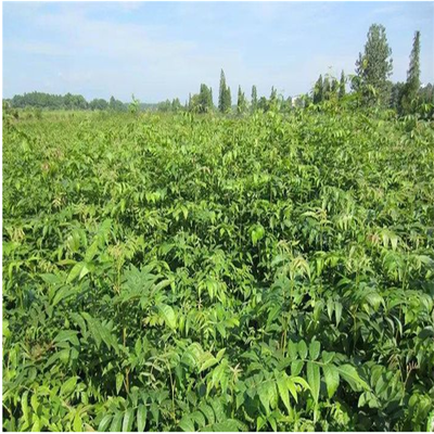 青錢柳小苗價(jià)格及種植指南