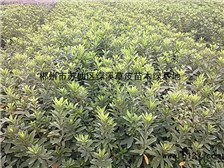 郴州市蘇仙區(qū)綠溪草皮苗木綠基地 優(yōu)質(zhì)青錢柳苗的健康優(yōu)選