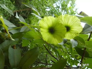 城步青錢柳 一葉深情，曾送紅軍飲