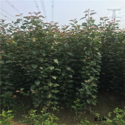 4公分蘋果樹苗批發(fā)價(jià)格與青錢柳苗市場(chǎng)概覽