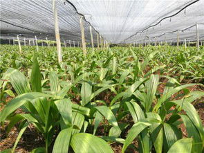 白及苗與青錢柳苗 藥用與園林的雙重價(jià)值