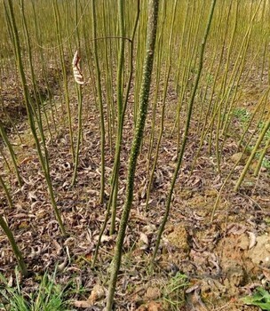 百色青錢柳苗批發(fā)——優(yōu)質(zhì)苗木助您創(chuàng)業(yè)致富