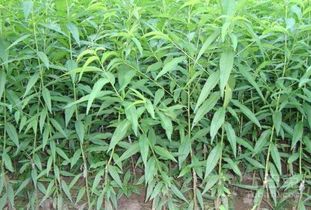 早熟油桃苗與青錢柳苗廠家簡(jiǎn)介與選購(gòu)指南