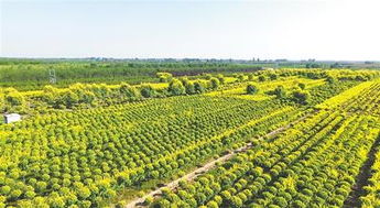 植綠成金 花開富民 青錢柳苗的生態(tài)與經(jīng)濟(jì)價(jià)值