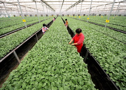 藝塑百年風(fēng)華 賡續(xù)奮進(jìn)偉力——青錢柳苗的時(shí)代象征