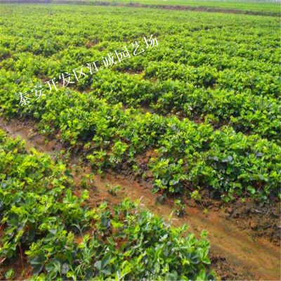 2020年安陽(yáng)甜查理草莓苗與青錢柳苗價(jià)格及詳情介紹