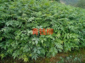 青錢柳樹苗供應(yīng)商 湖北華楚苗木的專業(yè)服務(wù)與優(yōu)勢(shì)