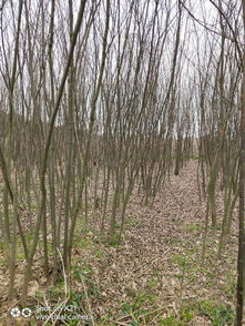 櫸樹與青錢柳小苗 產(chǎn)地苗圃直銷，價(jià)格實(shí)惠，易于栽種