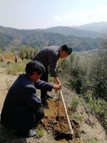 修水縣中小企業(yè)局機(jī)關(guān)黨支部開展扶貧攻堅(jiān)春季攻勢(shì)主題黨日活動(dòng)——青錢柳苗發(fā)放助力產(chǎn)業(yè)振興